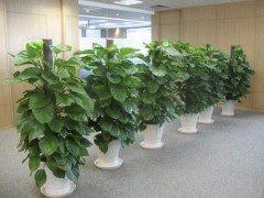 办公室植物养护,办公室植物租赁要注意哪些问题